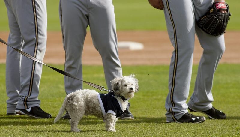 Hank, a stray dog that the Brewers recently found wandering their practice fields at Maryvale Baseball Park, watches during spring training on February 21, 2014, in Phoenix. The team and staff have been taking care of Hank since he was found at the park on President’s Day. Hank is named after Hank Aaron. AP Photo / Cheryl Evans