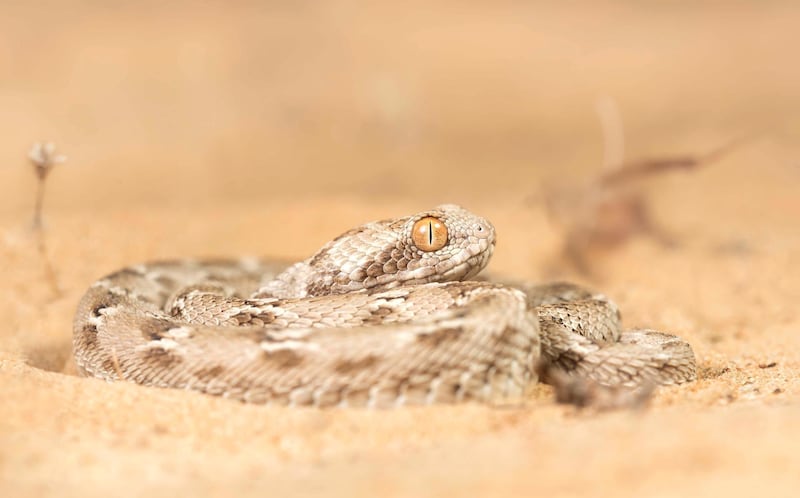 Sind saw-scaled viper (echis carinatus). A small and beautiful but deadly venomous little snake sits patiently on the desert sands, waiting for an unsuspecting prey item to cross its path. Getty Images