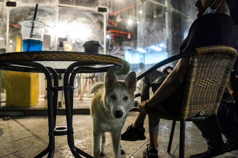A husky looks on while standing next to a seated man at the Barking Lot cafe. AFP