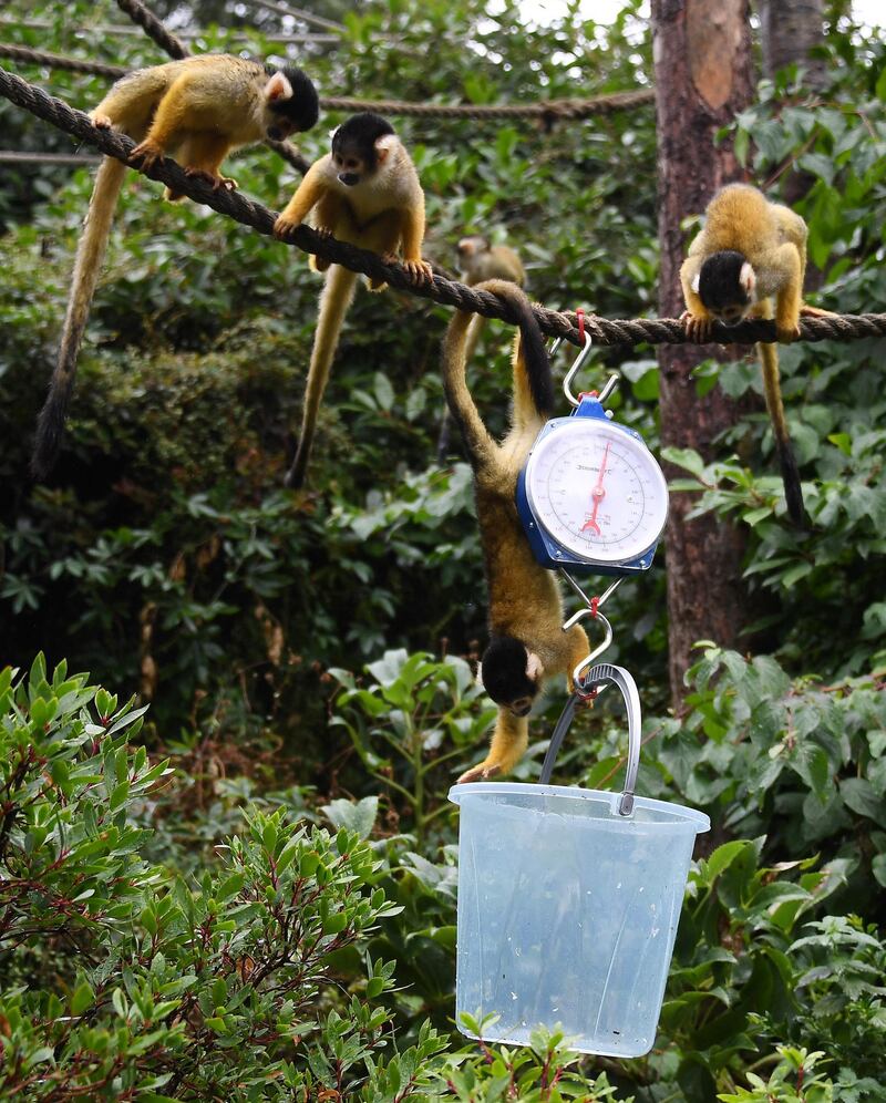 Squirrel monkeys are coaxed with little snacks. EPA