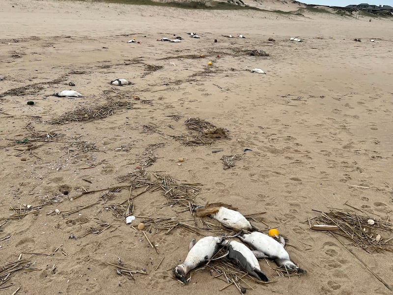 Dead penguins washed up on the beach in Barra Laguna de Rocha, Rocha department, Uruguay on July 20, 2023. AFP