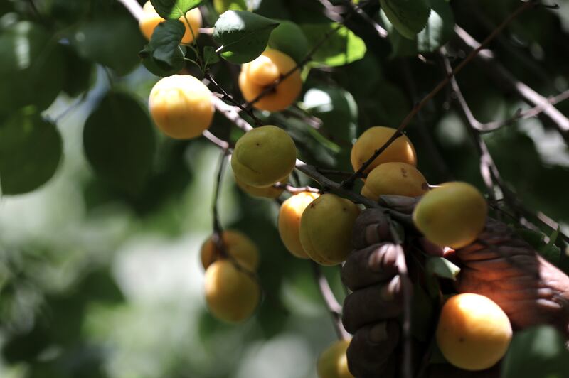 Apricots in Al Amar village, the main supplier of the fruit in Egypt. EPA