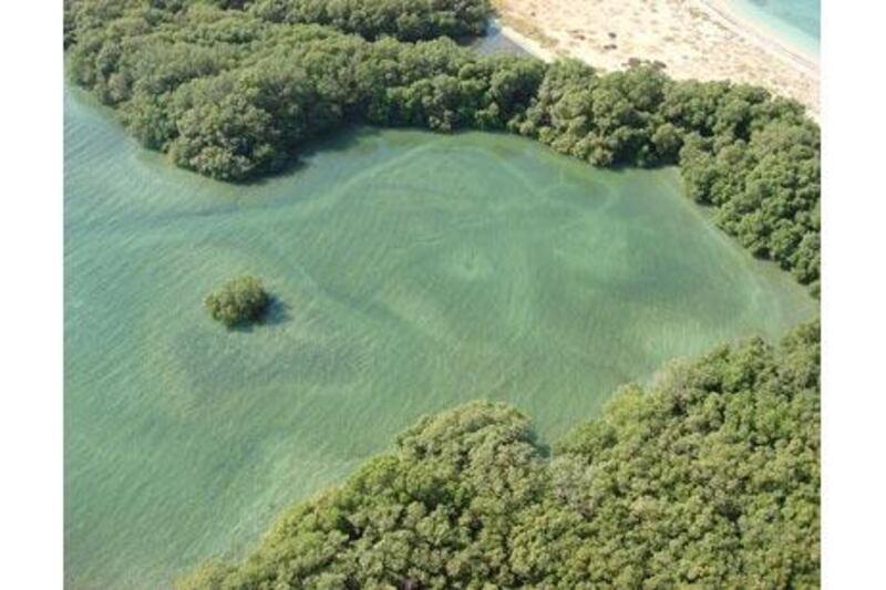 Bu Tinah and its spectacular array of land and marine species have won it protected status as part of the Marawah Marine Biosphere Reserve, the largest protected area in the UAE.