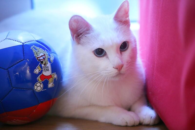 ST PETERSBURG, RUSSIA  MARCH 1, 2018: Deaf cat Achilles from the State Hermitage Museum plays at the Respublika Koshek [Cat Republic] cat cafe, his new home. The cat will become the animal oracle that predicts the results of 2018 FIFA World Cup matches by choosing a bowl under a national flag. Pictured on the ball is Wolf Zabivaka, official mascot of the 2018 FIFA World Cup. Peter Kovalev/TASS (Photo by Peter Kovalev\TASS via Getty Images)