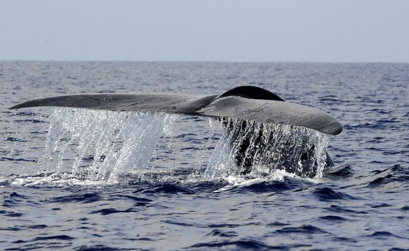 Animal rights activists have lauded a move by a shipping company that alters its vessels' course to avoid collisions with blue whales, the world's largest mammals, in Sri Lankan waters. AFP