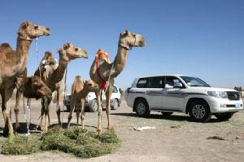A group of camels look to their successor.