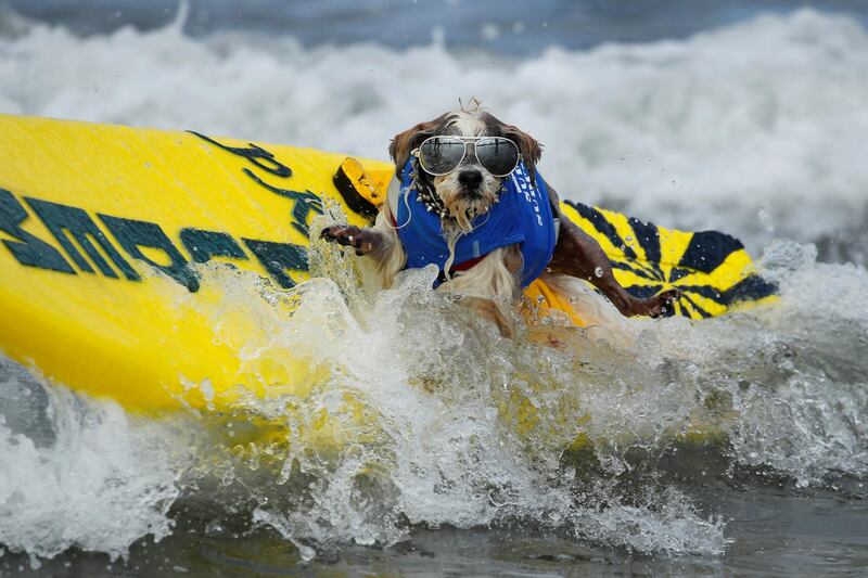 A small dog jumps off his surfboard while competing at the 14th annual Helen Woodward Animal Center "Surf-A-Thon". Reuters