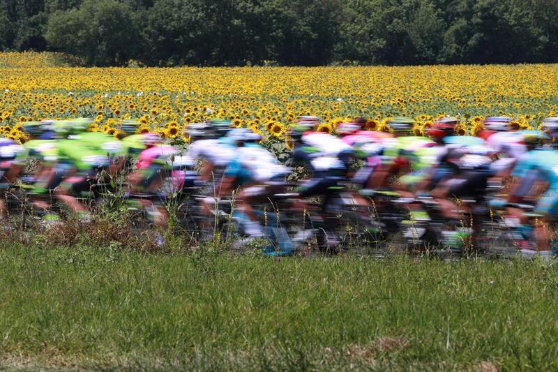 The pack rides past a field of sunflowers during the 162.5 km seventh stage of the 103rd edition of the Tour de France cycling race between L’Isle-Jourdain and Lac de Payolle. Kenzo Tribouillard / AFP