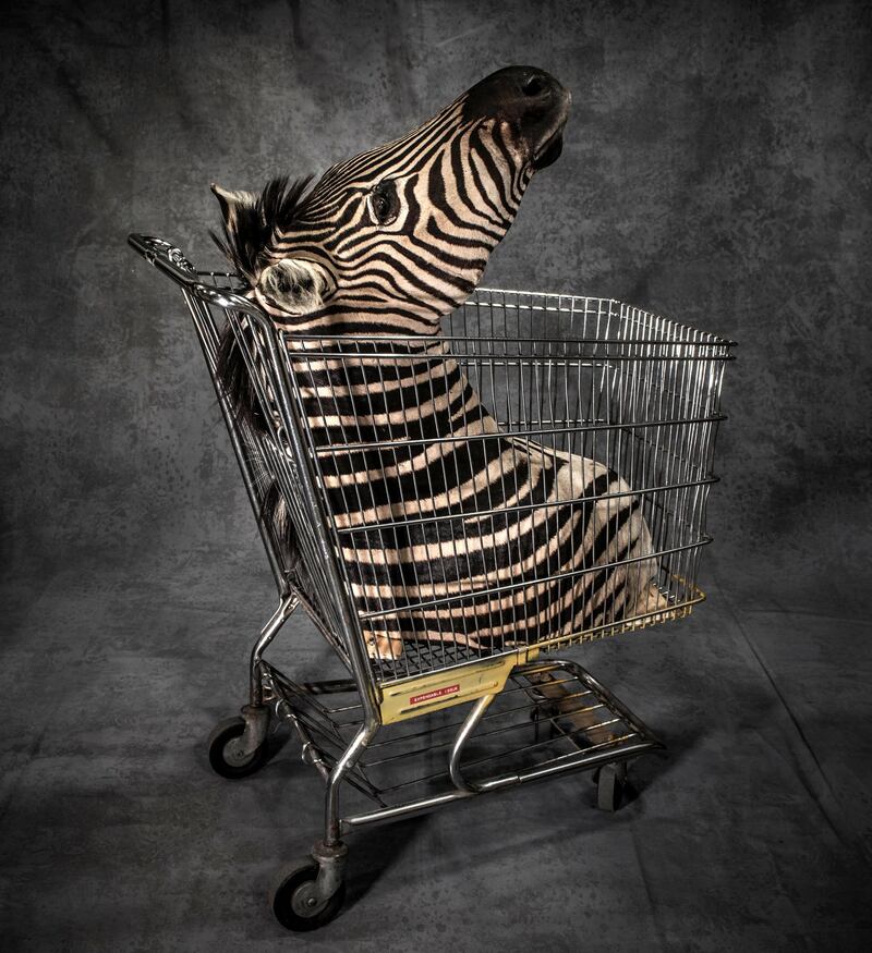 Licence To Kill by Britta Jaschinski. Britta’s photographs of items seized at airports and borders across the globe are a quest to understand why some individuals continue to demand wildlife products, even if this causes suffering and, in some cases, pushes species to the brink of extinction. This zebra head was confiscated at a border point in the USA. Courtesy Natural History Museum 