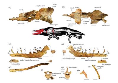 A detailed anatomical layout of 'Phiomicetus anubis', a prehistoric semi-aquatic whale species, excavated in Egypt's Fayoum province.