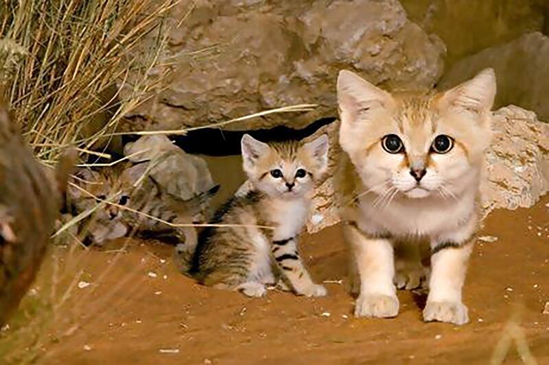Sand dune cat (Felis margarita)
- IUCN status: Least concern
- Nocturnal creatures that live in shallow burrows and hunt rodents
- Research published in 2005 indicated that only 250 remained in Abu Dhabi emirate; breeding programmes, including Al Ain Zoo's, aim to increase numbers. Courtesy Al Ain Zoo