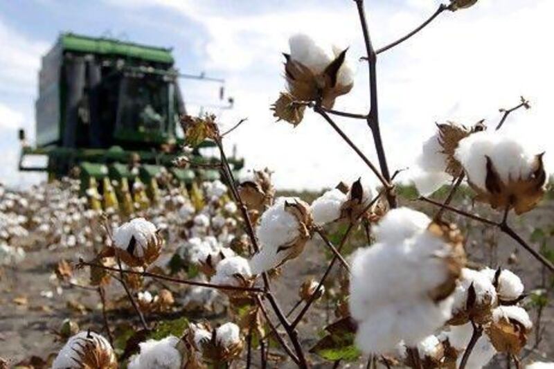 Cotton prices have falled by 37 per cent over the past 30 days.
