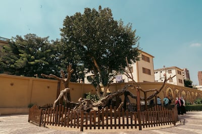 The Virgin Mary tree in Matarya. Mahmoud Nasr / The National