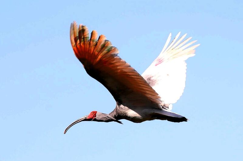 A crested ibis, which was bred in a restoration centre, flies as the bird is released into the wild of Upo wetland in Changnyeong, 350 kilometres southeast of Seoul.  AFP