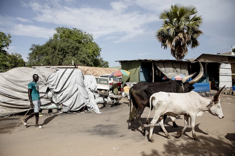 A man walks cattle along a dirt road in Juba, South Sudan. South Sudan secured a $174 million loan from the International Monetary Fund in April.
