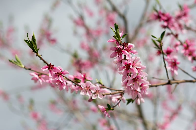 Peach blossoms. Trials in peach orchards in Spain showed the AI system was 90 per cent accurate in its estimates of the number of flowers. National Robotarium / PA