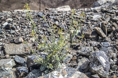 Cleome rupicola, a plant found in abundance in the UAE and surrounding regions, has traditionally been used as a natural treatment for cataracts. Photo courtesy Stefan Schramm
