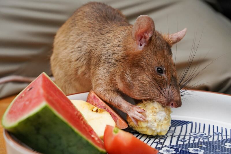 Lunchtime for Magawa, here eating corn at the centre. Reuters