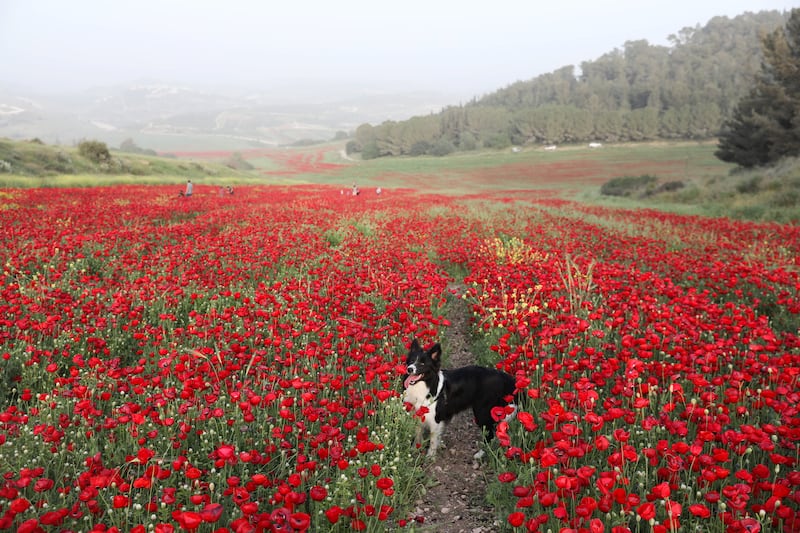 A dog plays in a poppy field near Moshav Neve Michael in the Elah Valley near Jerusalem, Israel. EPA