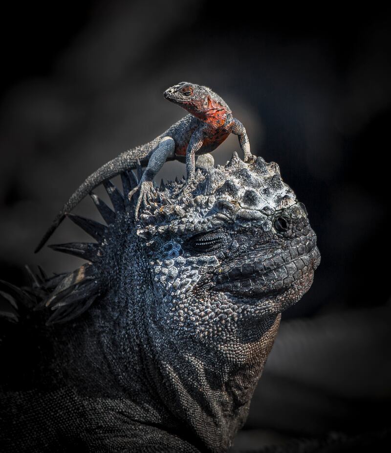 Gold award winner in the Behaviour - Amphibians and Reptiles category: A lava lizard standing on a marine iguana on the Galapagos Islands, taken by John Seagar
