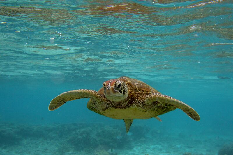 Hawksbill turtle. Getty Images