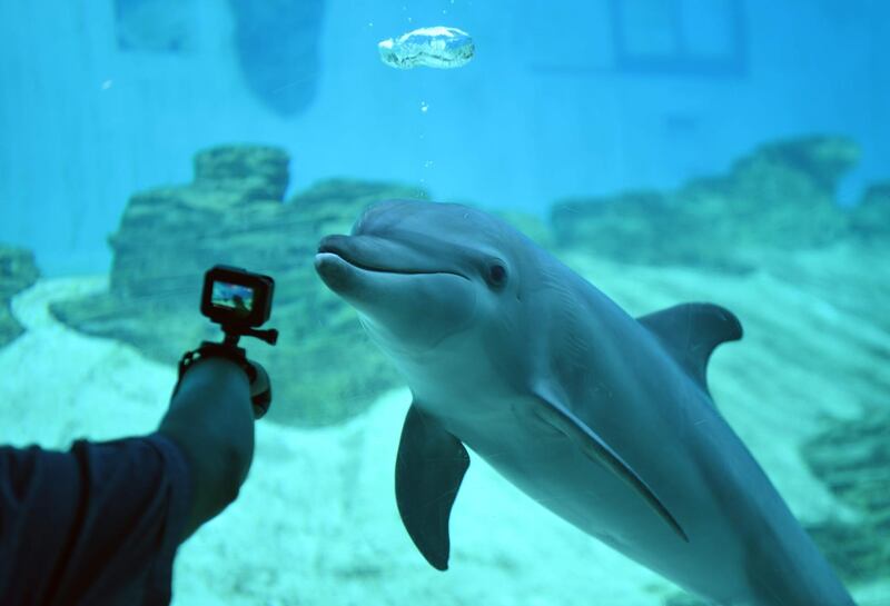 A visitor takes picture of an Indo-Pacific bottlenose dolphin at the SEA. Aquarium at Resorts World Sentosa in Singapore. Roslan Rahman / AFP
