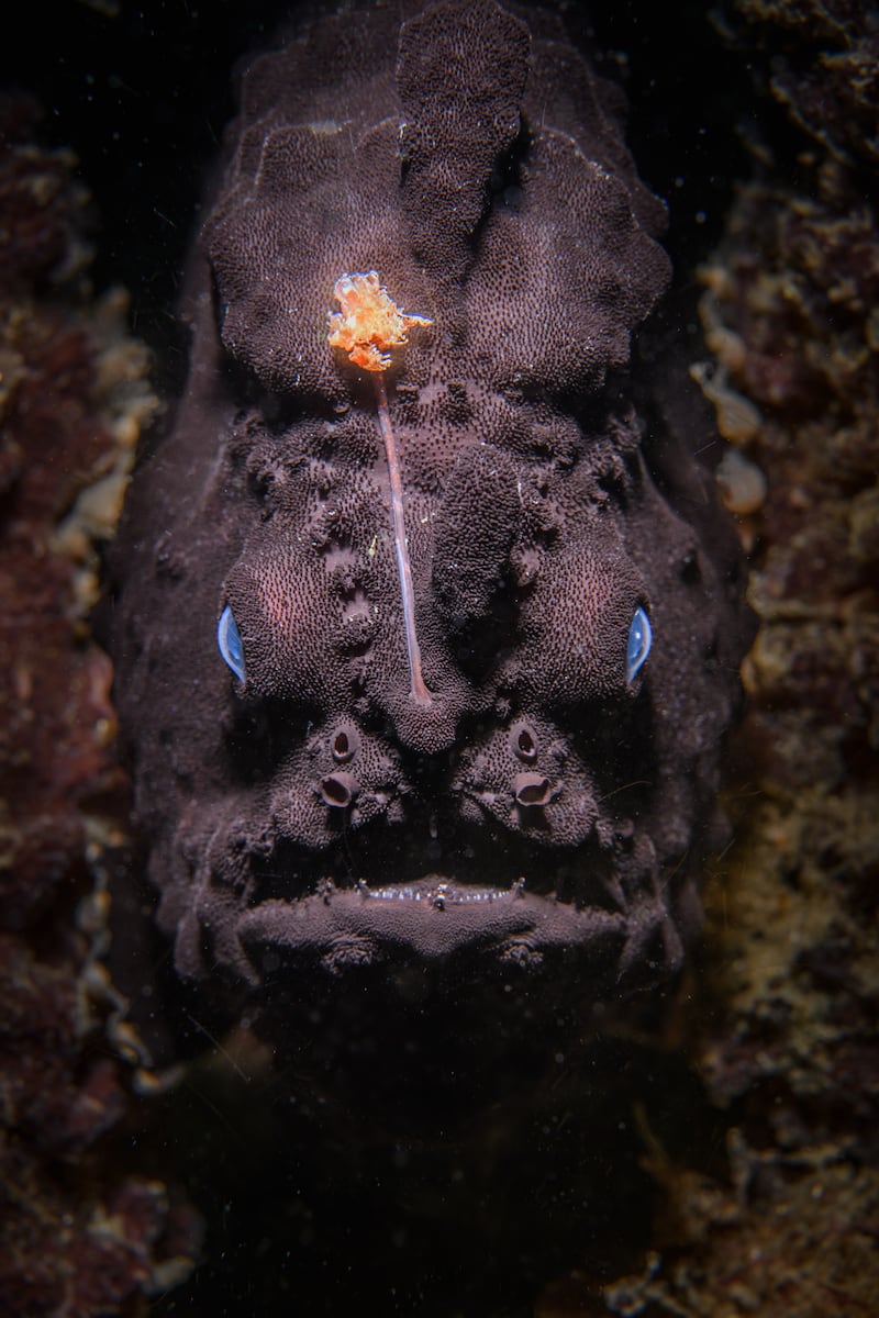 Gold award winner in the Animal Portraits category: A black frogfish in Australia, taken by Nicolas Remy