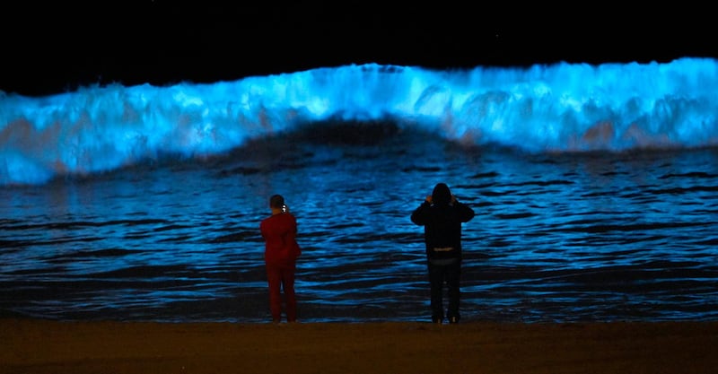 Spectators watch bioluminescent plankton light up the shoreline as they churn in the waves at Dockweiler State Beach in Los Angeles, Calif. (AP Photo/Mark J. Terrill)