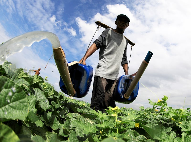 A farmer tends to his crop in Taguig City, the Philippines. A report has found that about 40 million Filipinos lack access to a formal water supply. EPA