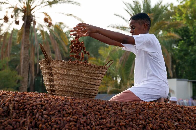 Dried Mabsali dates are collected and weighed in Bidiyya.