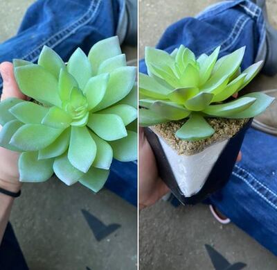 Caelie Wilkes shared before and after pictures of her fake plant on Facebook 