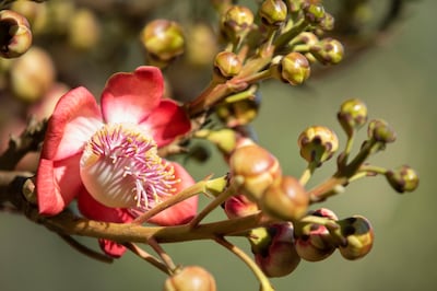 The pink flowers of a cannonball tree. Photo: W15 Hanthana