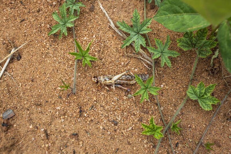 A dead desert locust lies on the ground following a pesticide spray by authorities the previous day in Kalanga village, Kitui County, Kenya. Bloomberg