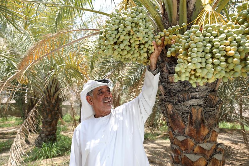 Fujairah, United Arab Emirates - June 23rd, 2018: Rashid Obaid, an Emirati farm owner with dates. Low revenue and high costs due to lack of water prevent many farmers from growing fruits and vegetables. Saturday, June 23rd, 2018 in Al Bithnah, Fujairah. Chris Whiteoak / The National