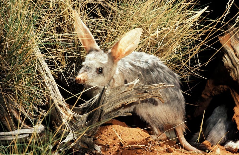 Greater bilby, Arid Zone Research Station, Alice Springs, Northern Territory, Australia. Getty Images