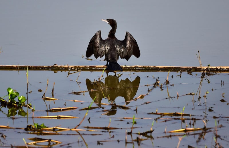 A darter bird basks on a cold winter morning in Pobitora Wildlife Sanctuary in Morigaon district of Assam, India. EPA
