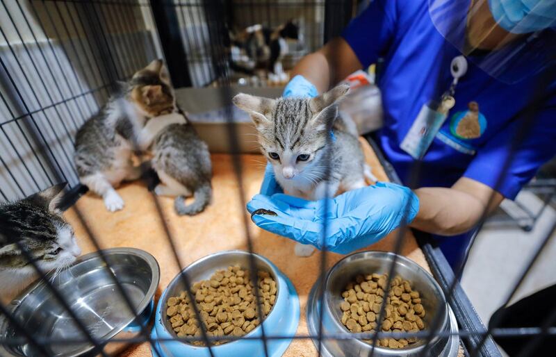 Abu Dhabi, United Arab Emirates, June 22, 2020.   
 Head Veterinarian and Supervisor of the Pet Care Center, Gelah Magtuba gently orally injects deworming solution to kittens at the Abu Dhabi Falcon Hospital.
Victor Besa  / The National
Section:  NA
Reporter:  Haneen Dajani