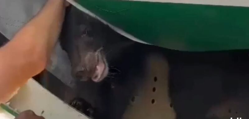 The bear was sedated at Dubai airport after escaping from a crate on a flight from Iraq. Credit: screenshot