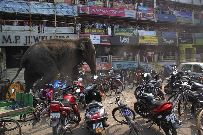 The panicked elephant ran amok, trampling parked cars and motorbikes before it was tranquilized. AP Photo