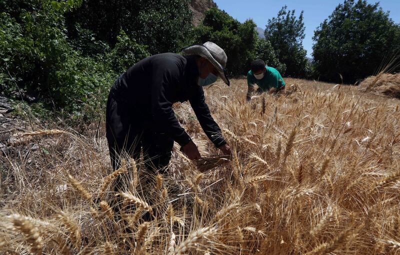 Working on a field in the Qandil Mountains. AFP