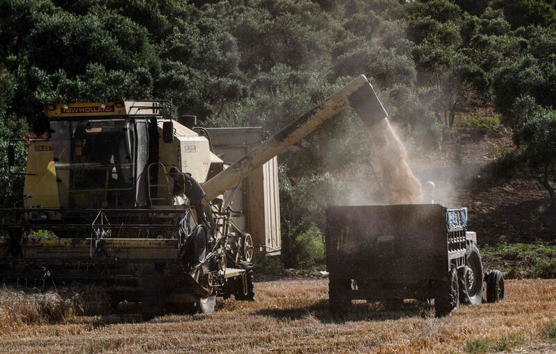 Farmers fill a tractor with freshly harvested wheat.