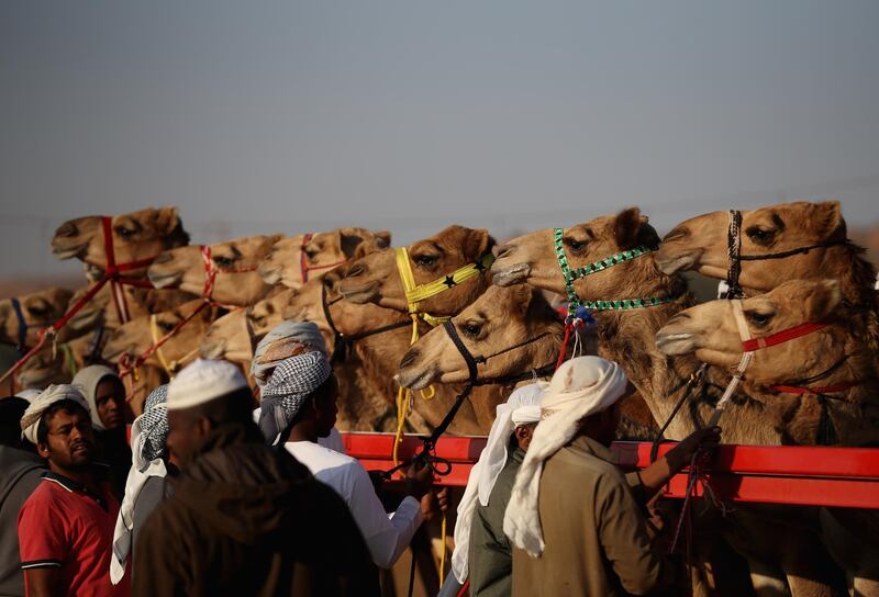 Handlers prepare camels to race at Al Sawan Race Track in Ras Al Khaimah, United Arab Emirates.  Francois Nel / Getty Images