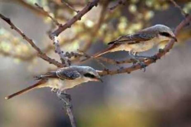 Juvenile Bay-backed Shrikes, the first to ever bred in the UAE.
Courtesy Mike Barth