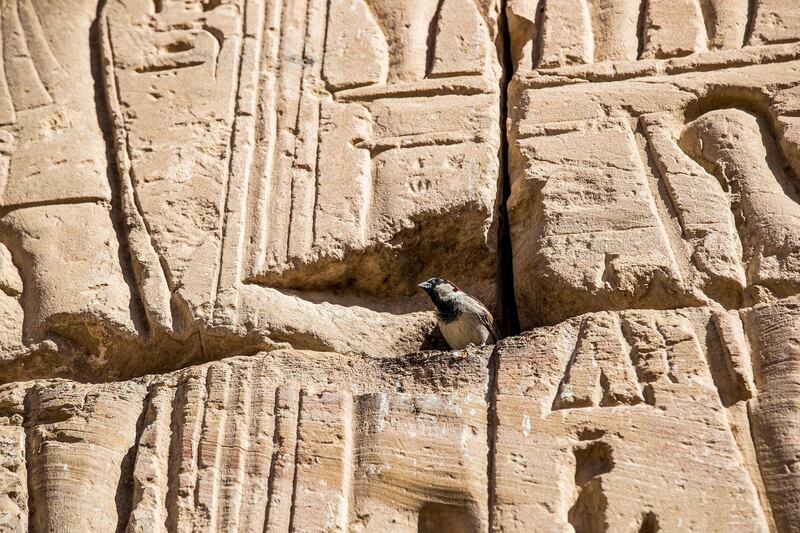 A sparrow perches in a recess in a temple wall at Medinet Habu, on the west bank of the Nile outside Luxor. AFP