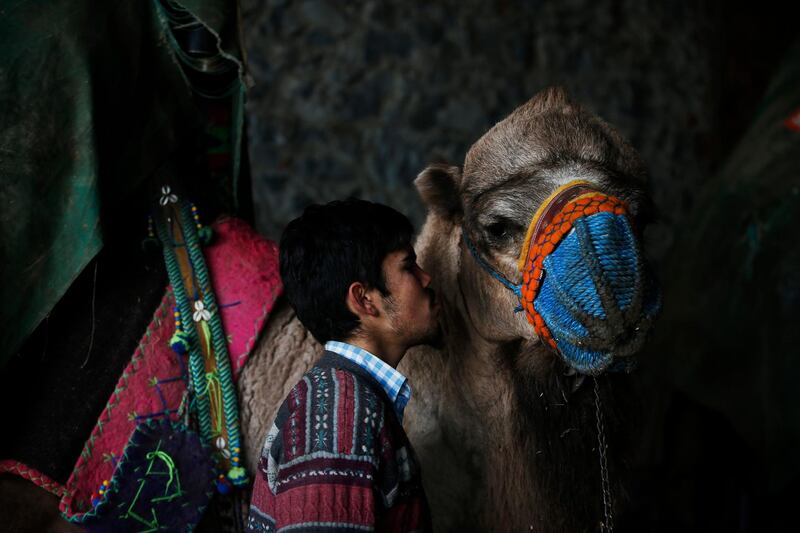 A camel handler kisses his camel prior to a parade during a contest in Turkey's largest camel wrestling festival in the Aegean town of Selcuk. AP Photo