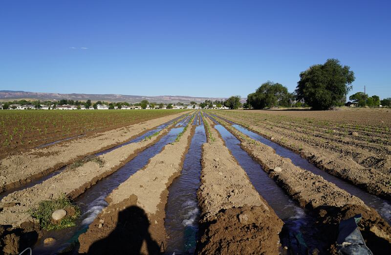 A field is irrigated at Frank Nieslanik’s farm in Grand Junction, Colorado. The Colorado River has been in a drought for 22 years, putting stress on the state’s farmers.