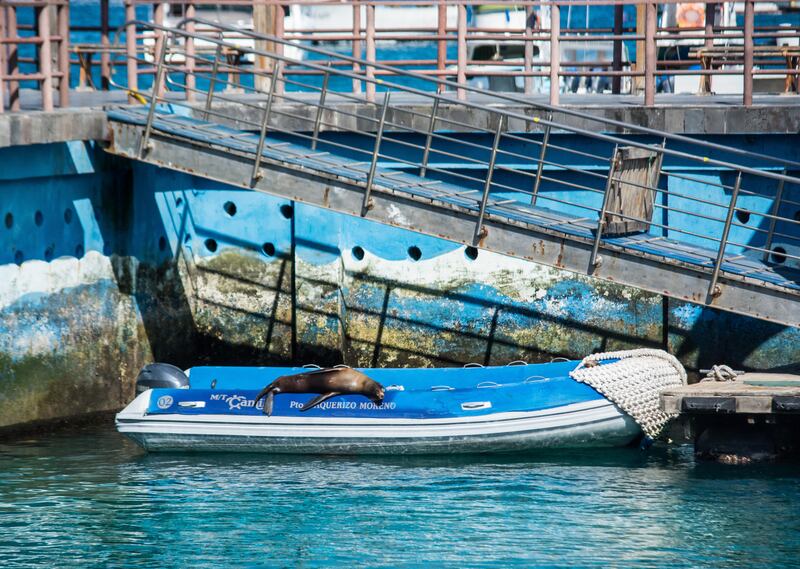 Second place in Urban Life category. Courtesy Galapagos Conservation Trust / Juan Jaramillo