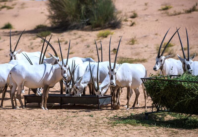 When the fences went up around the 22,500-hectare site, it was common to see campsites, rubbish bags and 4x4s dune bashing.