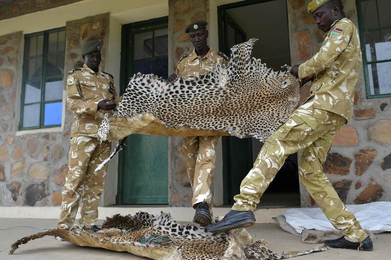Game wardens display leopard skins, confiscated from bush hunters in surrounding rural communities who poach both for subsistence and traditional trophies, at their headquarters at the Boma National Park in eastern South Sudan. AFP