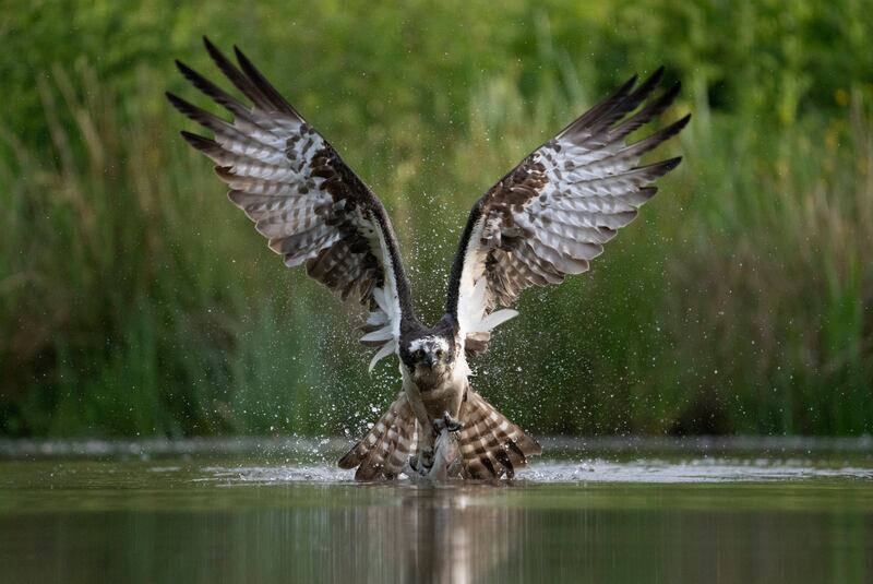Wildlife runner up: 'Osprey catching a fish' in Aviemore, Scotland by Hari Kumar Prasannakumar